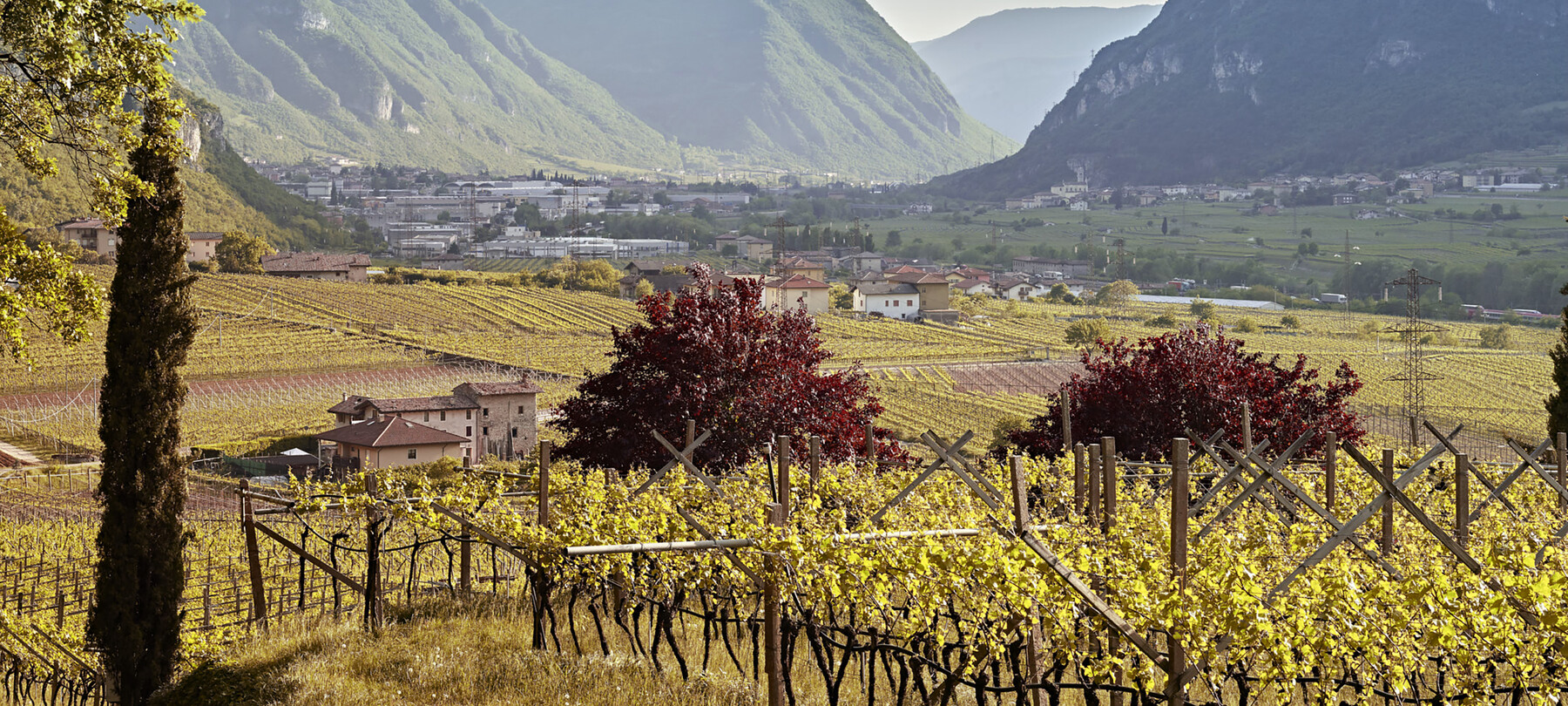 La coltivazione dei vigneti resistenti in Trentino