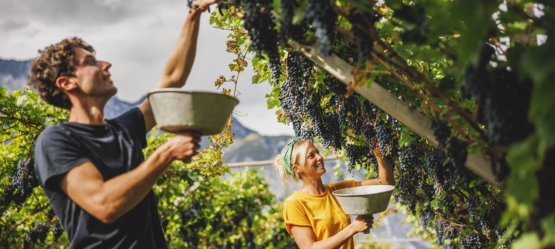 Трентино гордится традициями виноделия, которое насчитывает тысячи лет