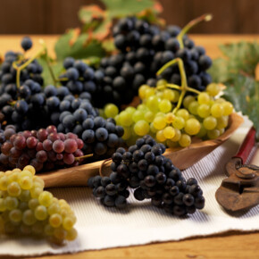  Wine and grape festivals