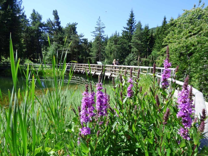 Natural Dyes Viote Del Monte Bondone Alpine Botanical Garden Guide