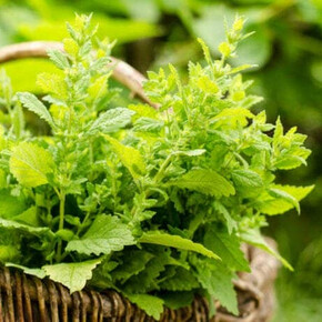 Between foraging and survivalism: herbs to eat