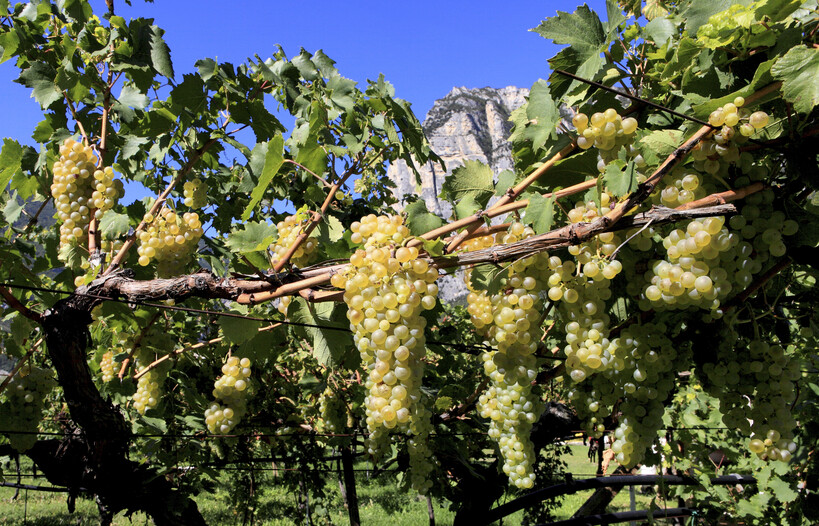 Discover Nosiola wine