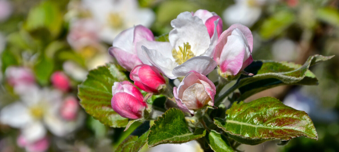 Spring festivals: Apple blossom in Trentino