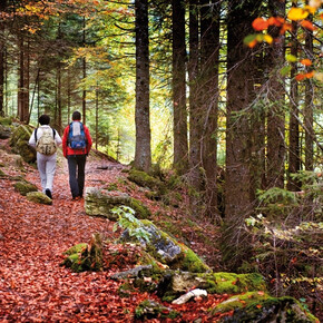 Eten & Wijn: de smaken van het bos