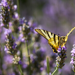 Nature photography hike