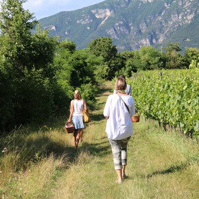 5 food & wine trails in Trentino