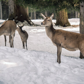 Nature Parks