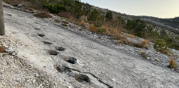 Orme dei dinosauri