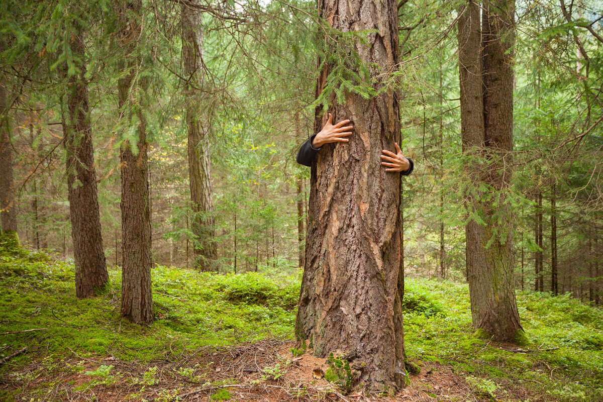 Forest Bathing | A Full Immersion Into Nature