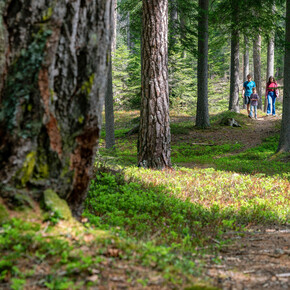 Passeggiata nel bosco | © APT Val di Fiemme