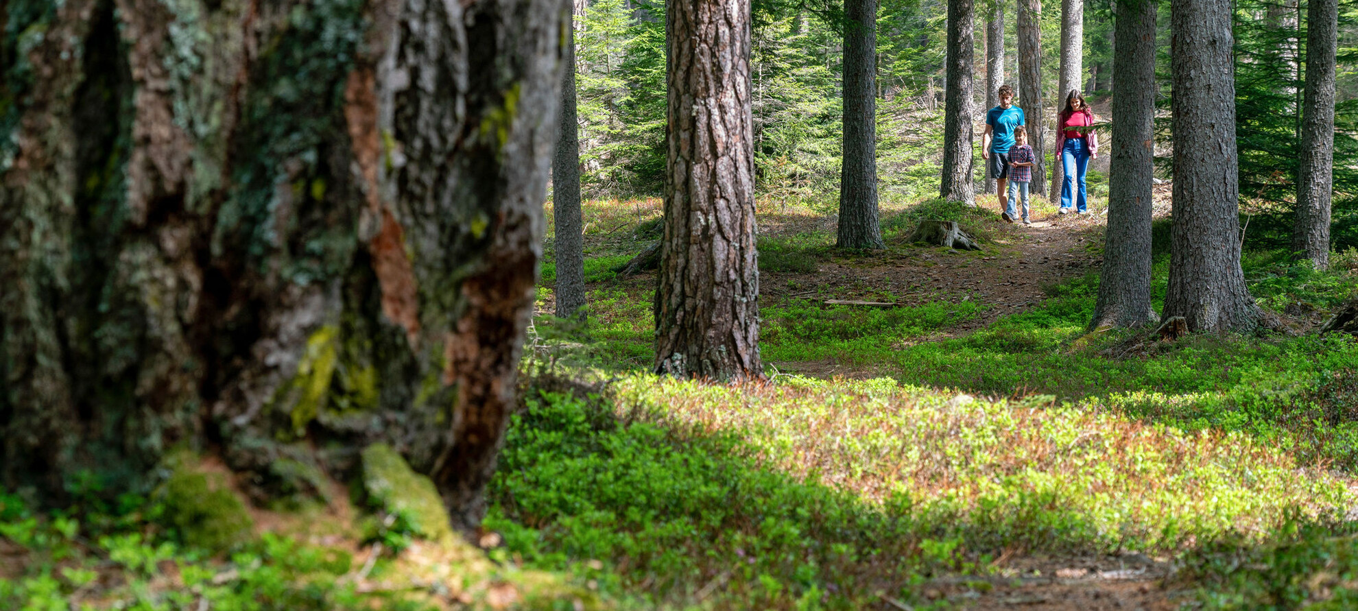 Passeggiata nel bosco | © APT Val di Fiemme