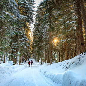 Walking through a white forest | © APT Dolomiti di Brenta e Paganella