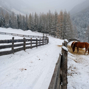 Pferde in Stava | © APT Val di Fiemme