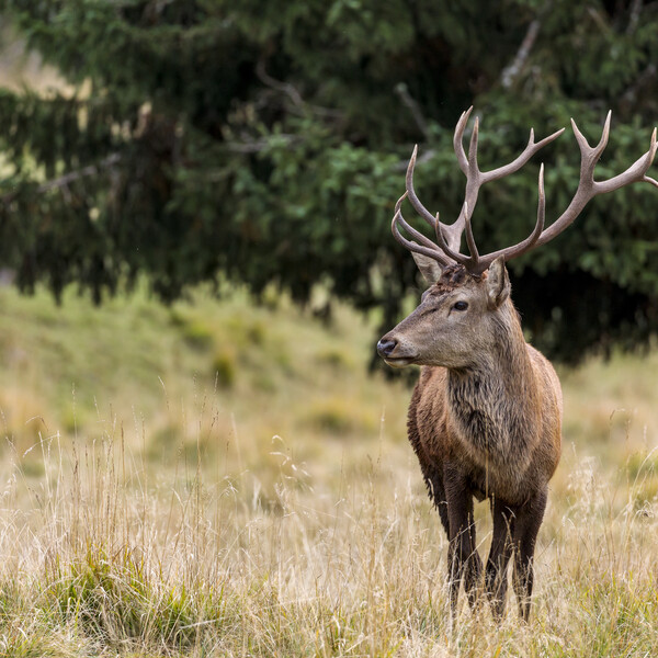 The bellowing of the deer