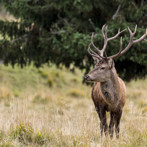 The bellowing of the deer