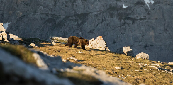 Niedźwiedź w Trentino