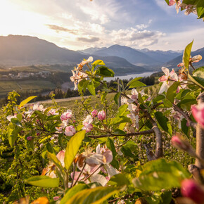 Val di Non - Meleti in fiore | © Paolo Crocetta