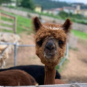 Trekking con Alpaca | © Ta