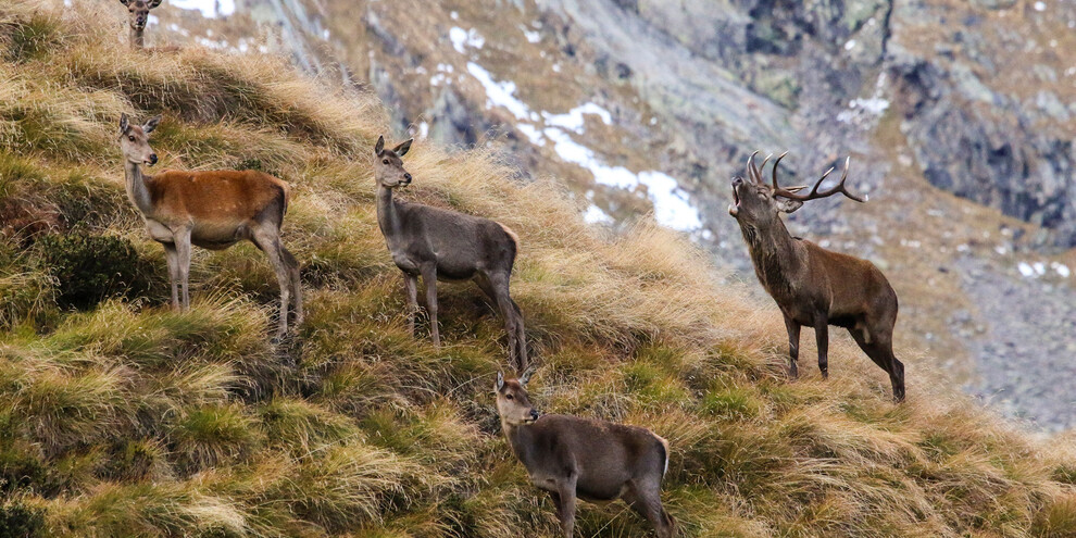 Das Röhren der Hirschen