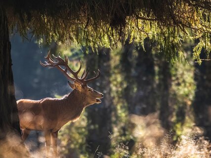 Foresta dei Violini