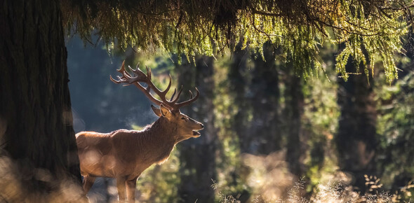 Foresta dei Violini