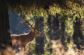 Foresta dei Violini