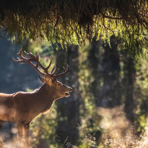 Foresta dei Violini