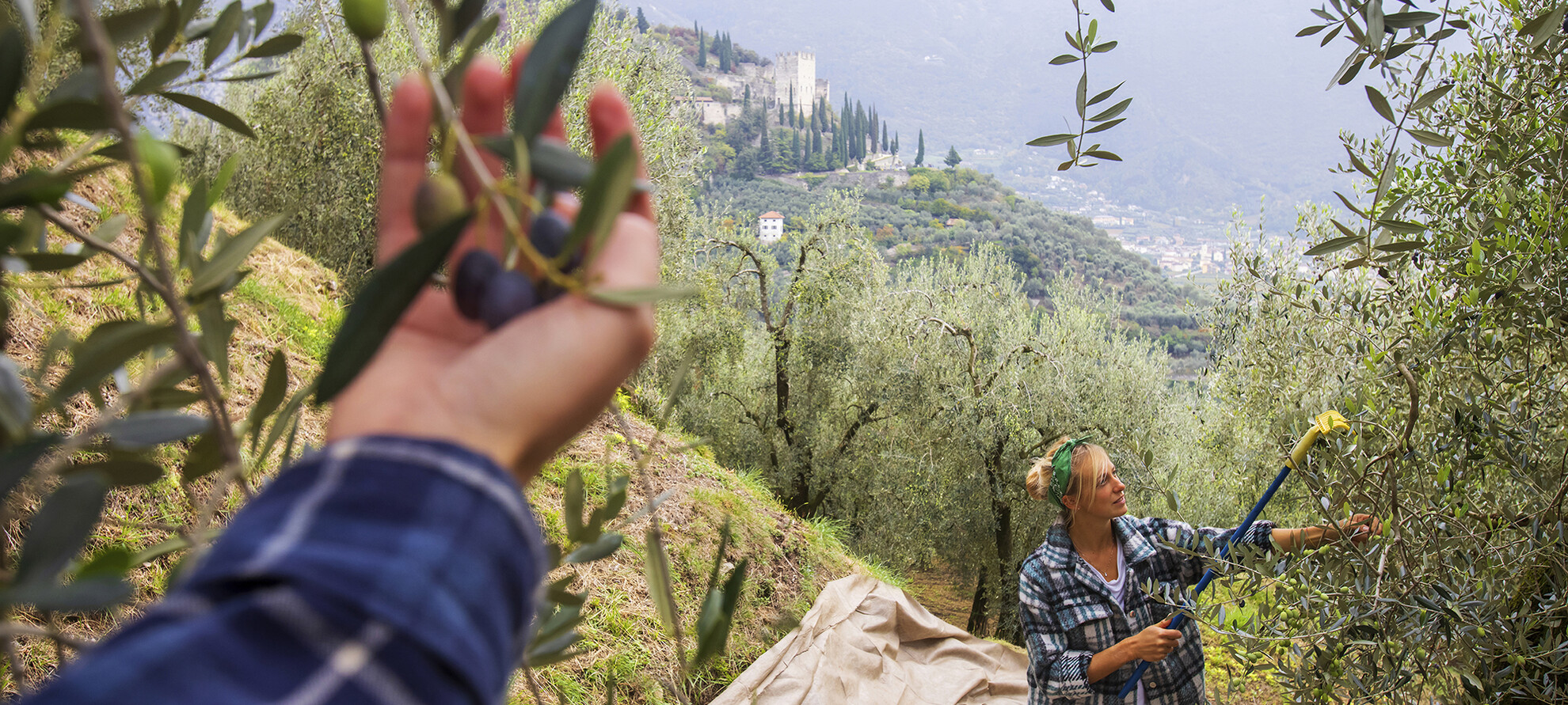 Raccolta olive | © Archivio Trentino Mktg