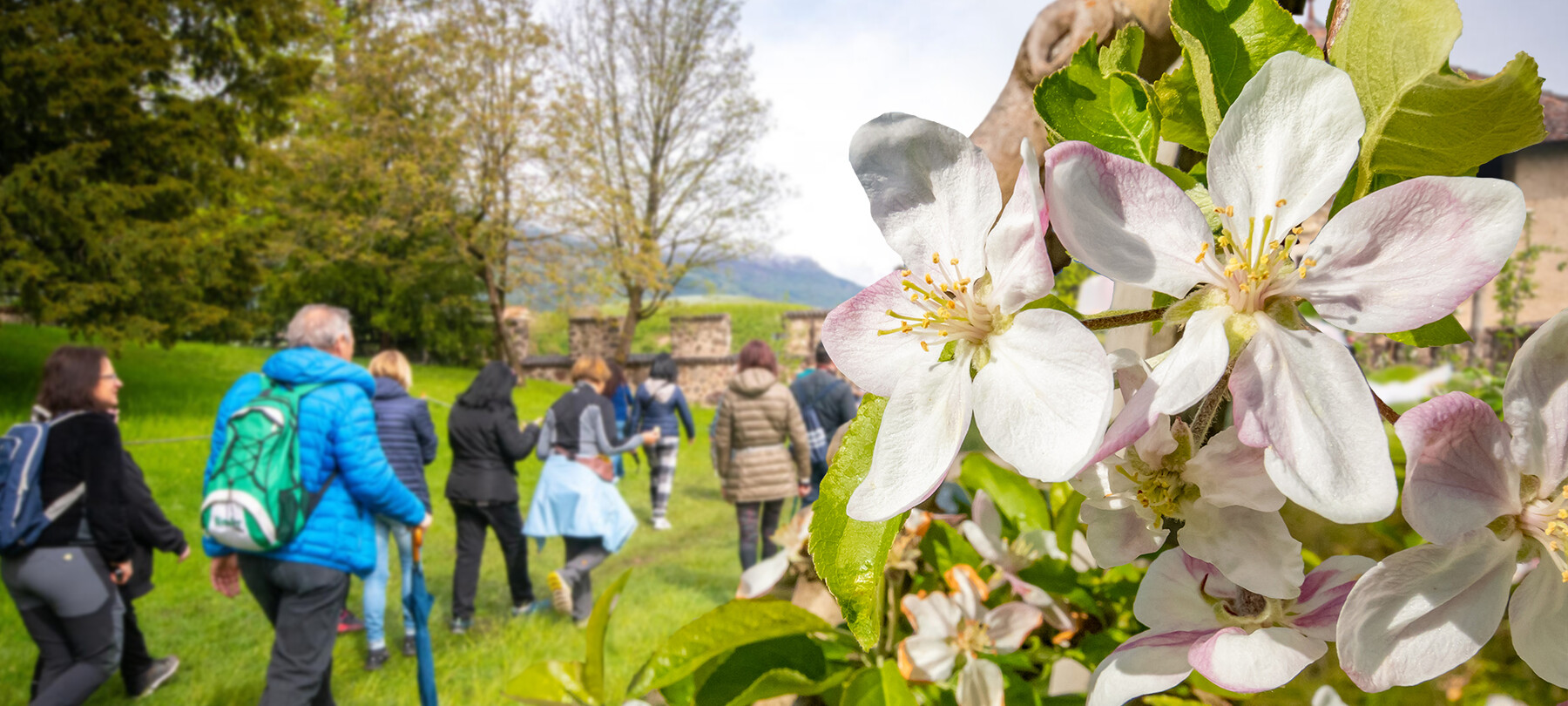 Un gruppo di persone partecipa alla manifestazione Quattro ville in fiore, organizzata dalla Pro Loco di Tassullo. Attraversano un prato che costeggia una distesa di meli in fiore. Un sole timido fa risplendere l’erba del prato e il rosa delicato dei petali. 
