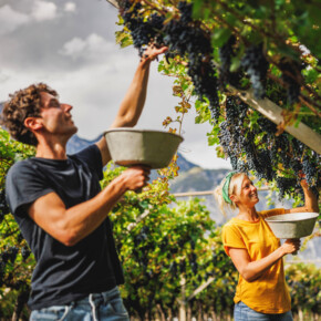 De wijnen van Trentino  
