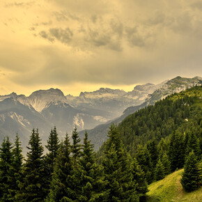 Scorcio della Val di Non. In primo piano, un bosco di abeti. Sullo sfondo, le cime rocciose. La luce è calda e tinge di giallo sia le vette in lontananza sia il cielo carico di nuvole.  