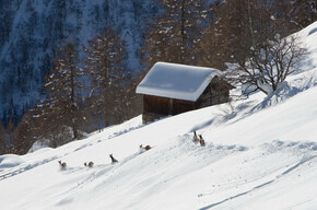 Parco Nazionale dello Stelvio, cervi nella neve