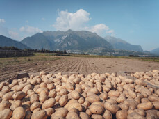 Festa della Patata del Lomaso