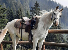 A cavallo sui laghi pinetani