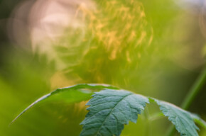 Eyes closed in the garden - Guided tour - Monte Bondone