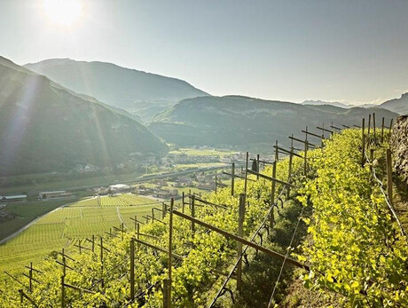 Discovering local vine varieties