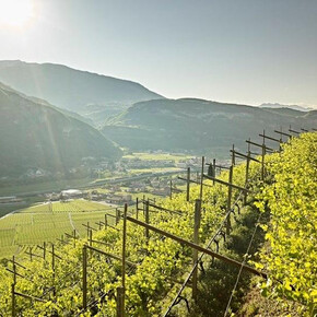 Discovering local vine varieties