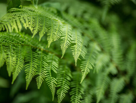 Alpenvögel - Botanischer Alpengarten der Viote