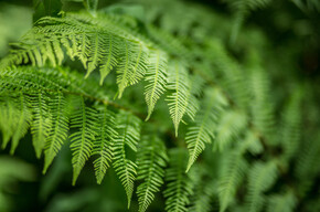 Alpenvögel - Botanischer Alpengarten der Viote