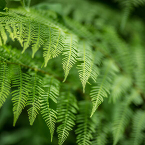 Alpenvögel - Botanischer Alpengarten der Viote