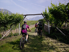 E-bike Tour tra Masi e Vigneti