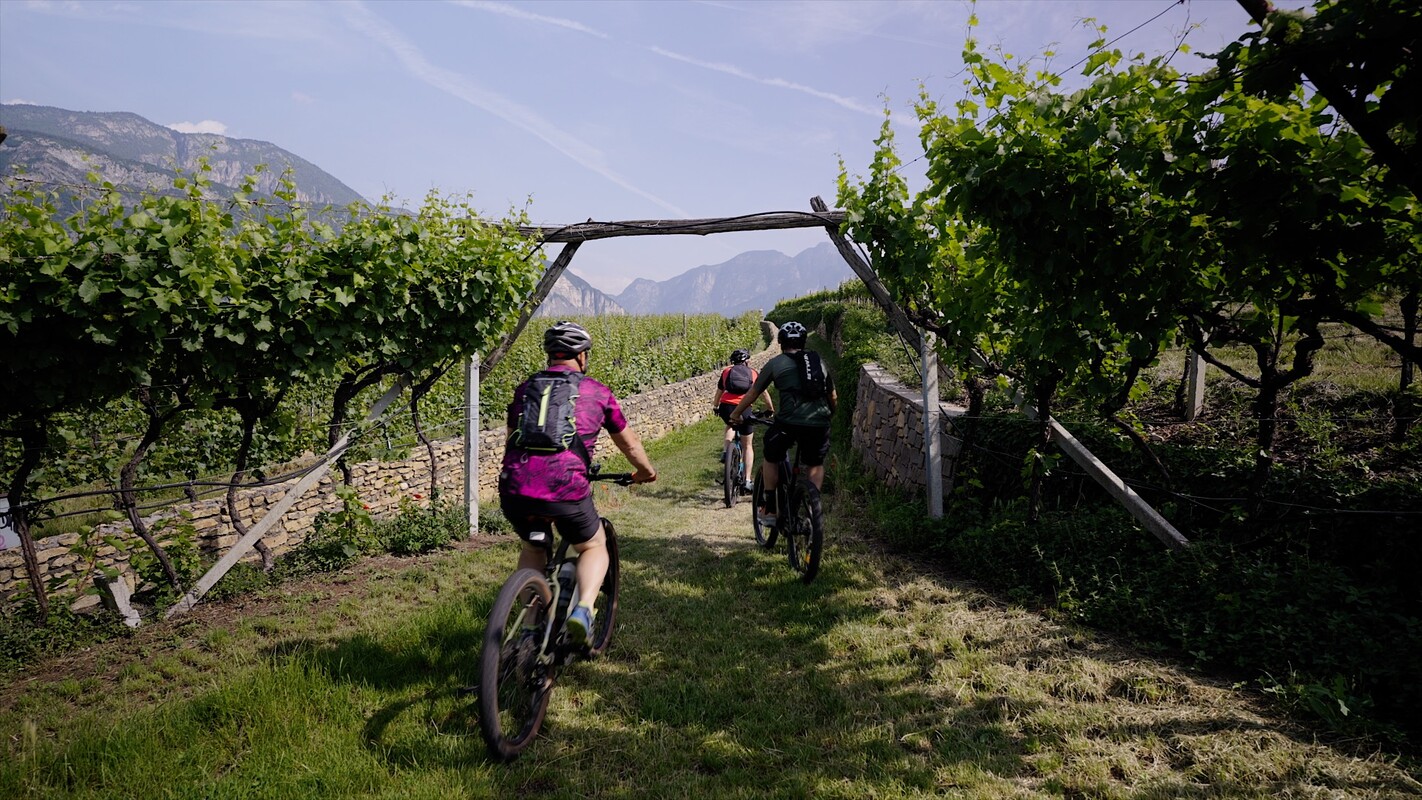 E-bike tour among vineyards - La-Vis Winery - Guide - Events