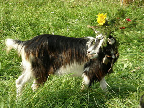 Pezzata Mòchena Goat Exposition