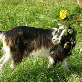 Pezzata Mòchena Goat Exposition