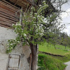 La via della frutta antica