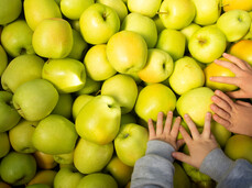 Pick the apples directly from the tree