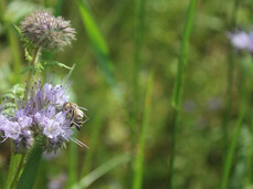 Nature, Bees and Flavours