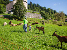 Passeggiata con le caprette