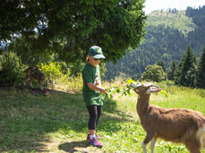 Passeggiata con le caprette