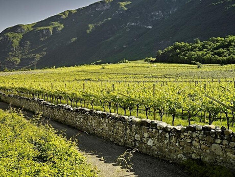 Passeggiate nei vigneti de La Cadalora